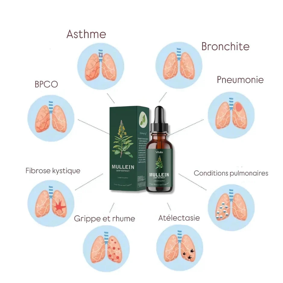 Moléne : purifiez vos poumons et respirez facilement